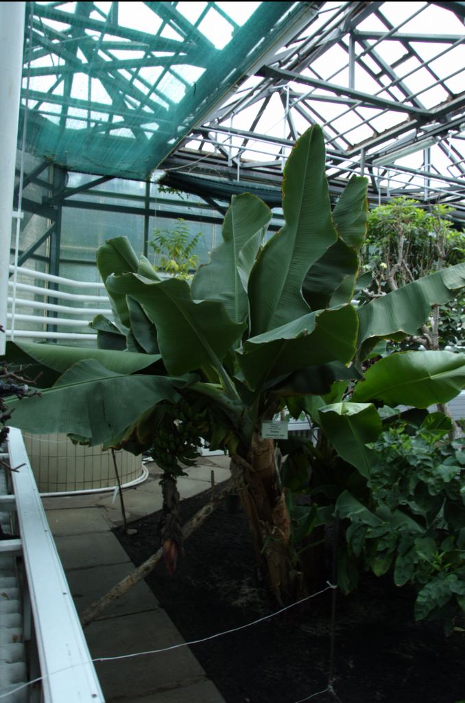 Фото 22 - Киевский ботанический сад - закрытые оранжереи