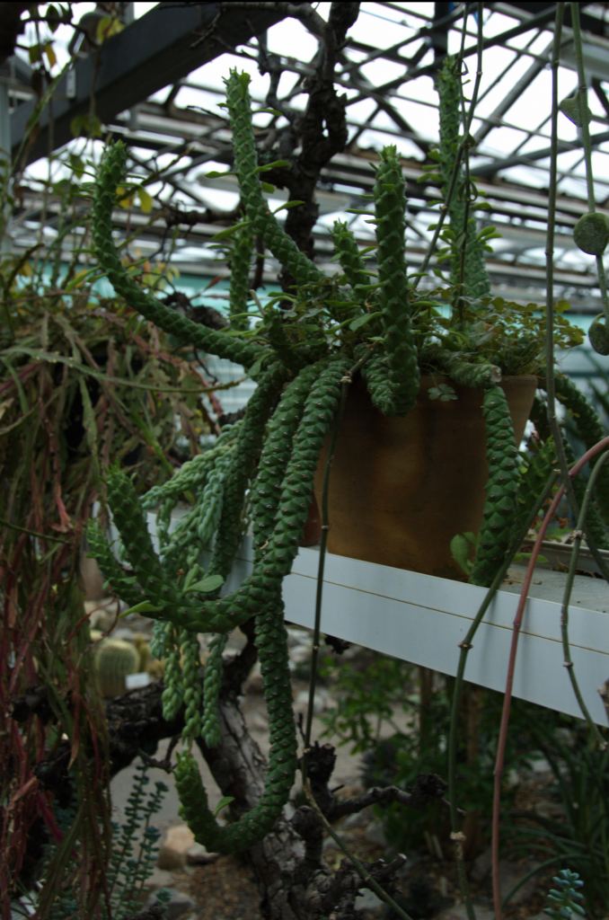 Фото 24 - Киевский ботанический сад - закрытые оранжереи