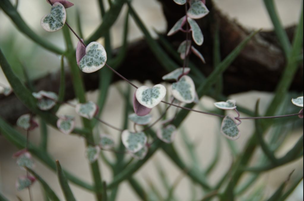 Фото 25 - Киевский ботанический сад - закрытые оранжереи