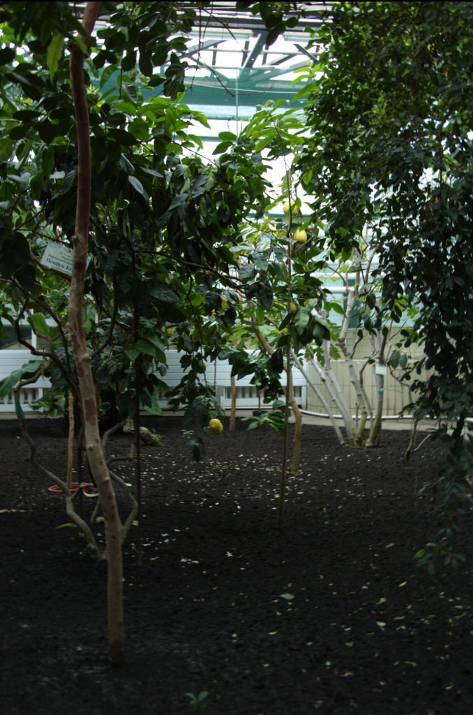 Фото 28 - Киевский ботанический сад - закрытые оранжереи