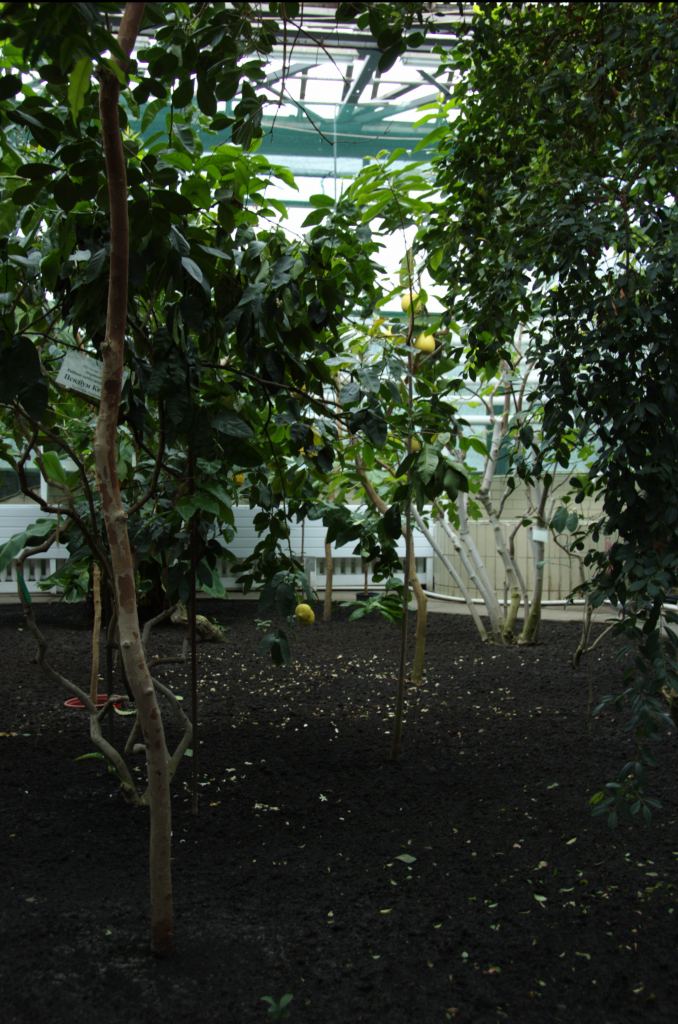 Фото 29 - Киевский ботанический сад - закрытые оранжереи