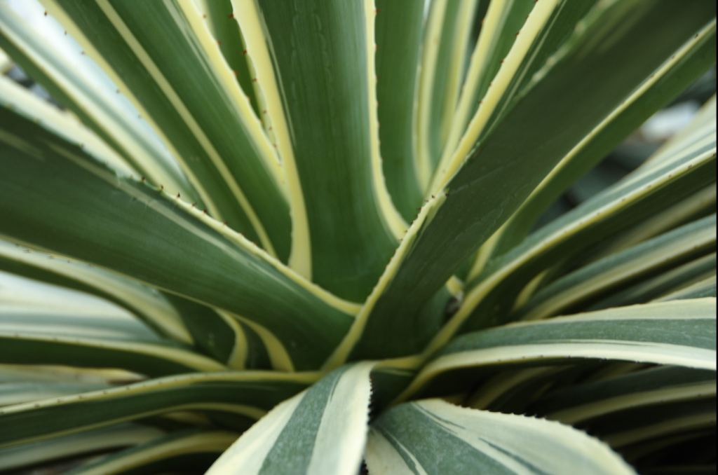 Фото 37 - Киевский ботанический сад - закрытые оранжереи