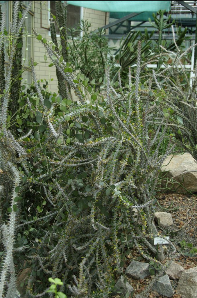 Фото 38 - Киевский ботанический сад - закрытые оранжереи