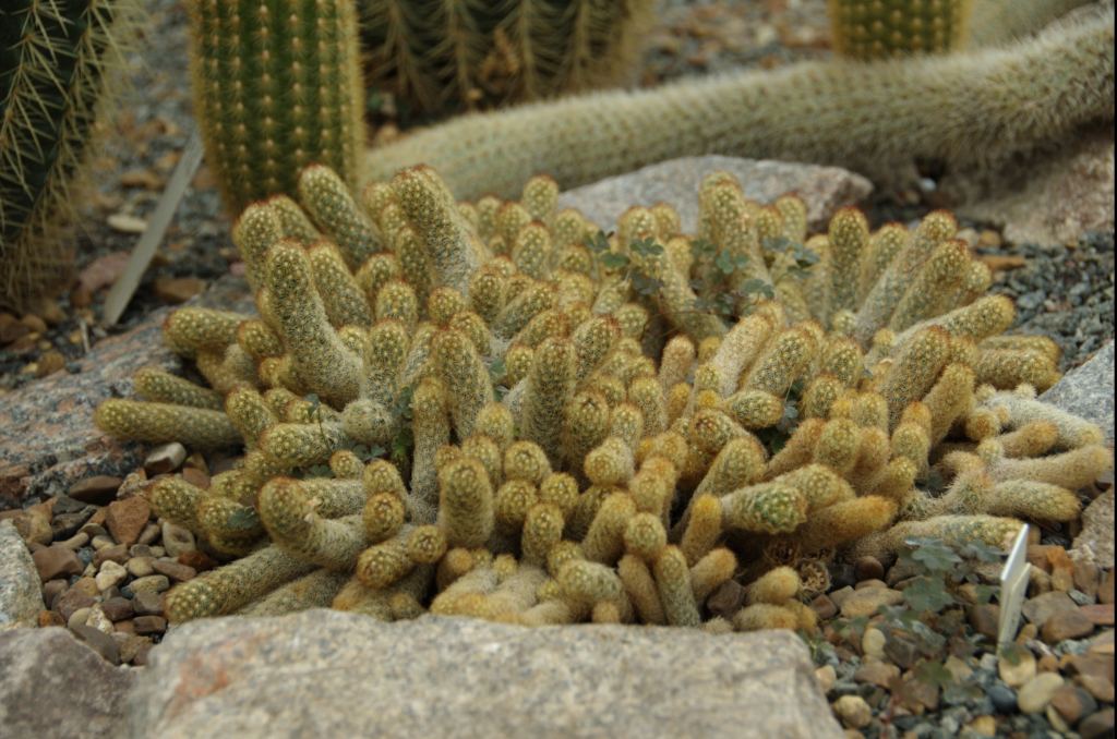 Фото 43 - Киевский ботанический сад - закрытые оранжереи