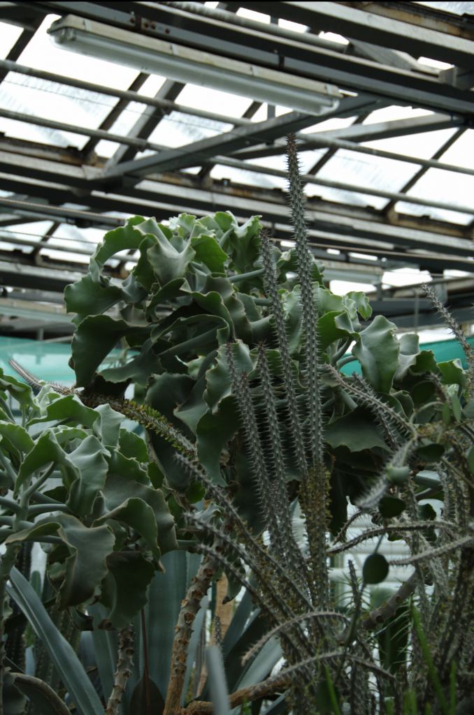 Фото 49 - Киевский ботанический сад - закрытые оранжереи