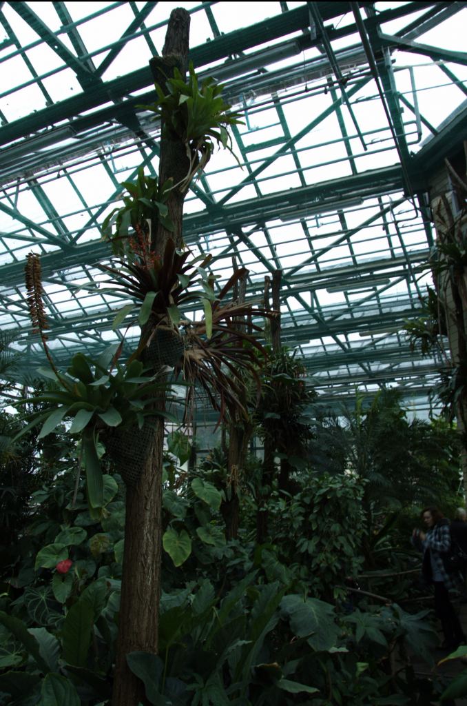 Фото 54 - Киевский ботанический сад - закрытые оранжереи