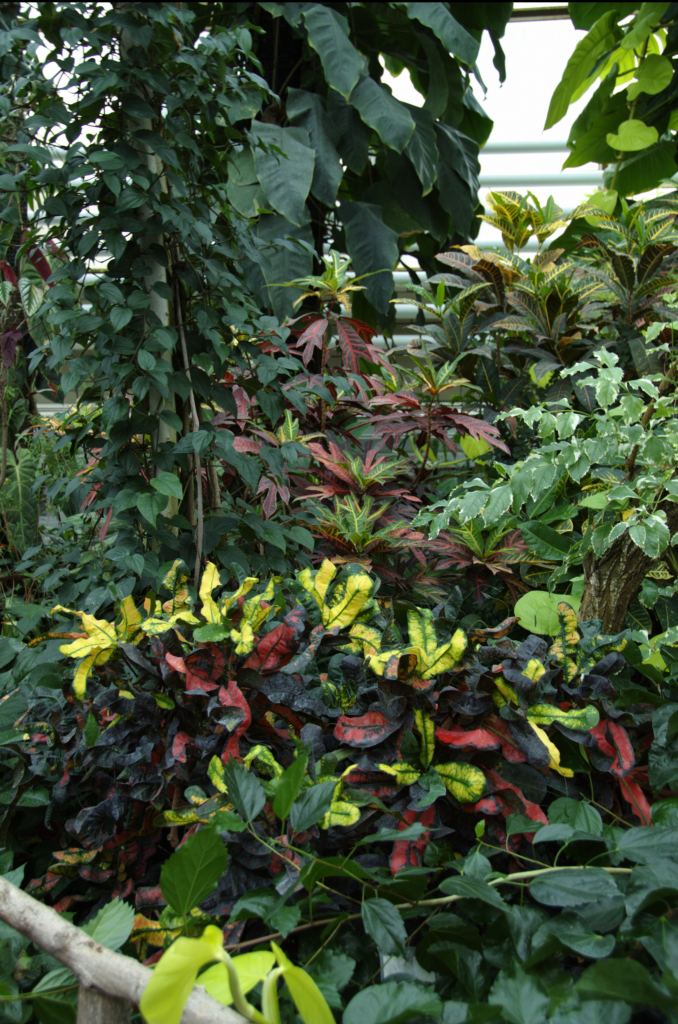 Фото 55 - Киевский ботанический сад - закрытые оранжереи