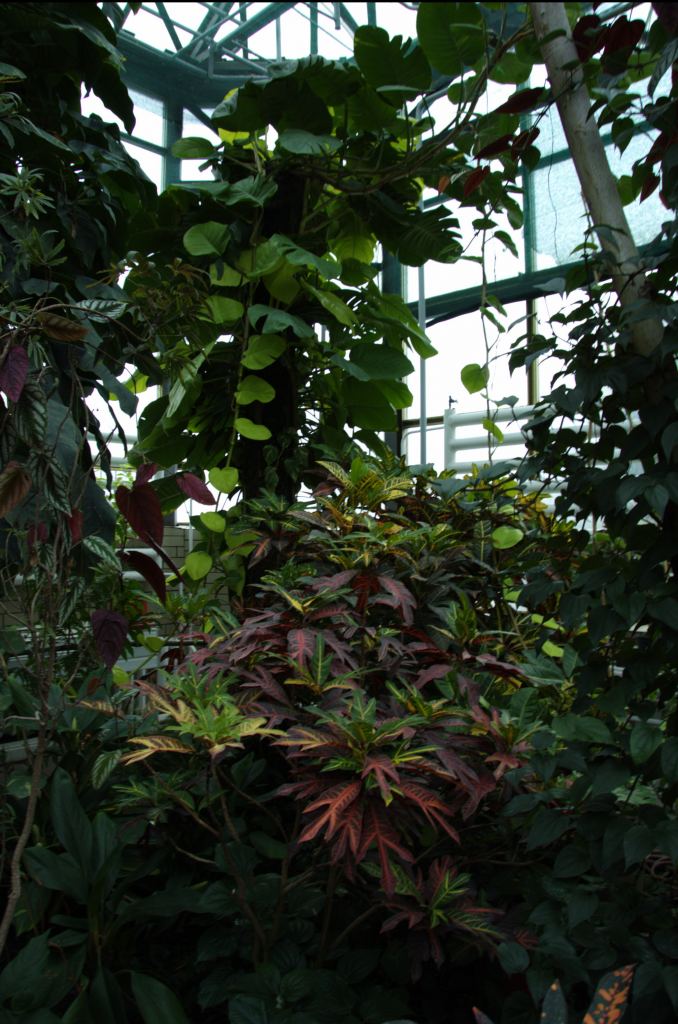 Фото 56 - Киевский ботанический сад - закрытые оранжереи