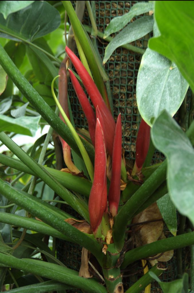 Фото 59 - Киевский ботанический сад - закрытые оранжереи