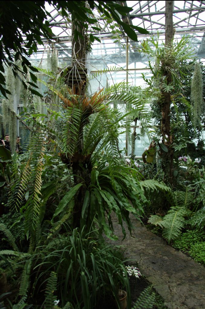 Фото 60 - Киевский ботанический сад - закрытые оранжереи