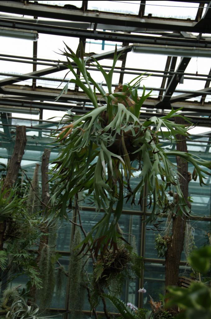 Фото 62 - Киевский ботанический сад - закрытые оранжереи