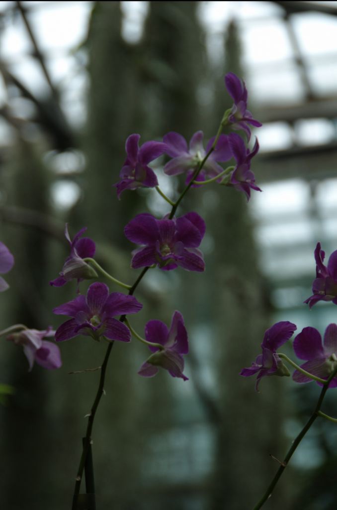 Фото 63 - Киевский ботанический сад - закрытые оранжереи