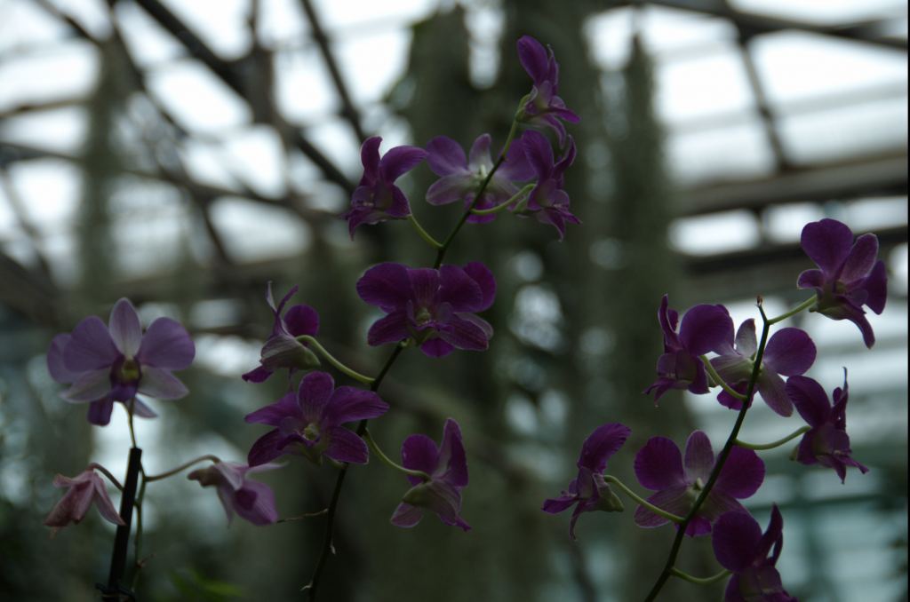 Фото 64 - Киевский ботанический сад - закрытые оранжереи