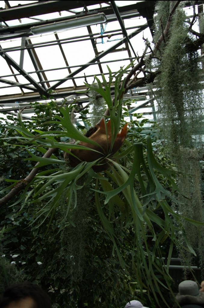 Фото 66 - Киевский ботанический сад - закрытые оранжереи