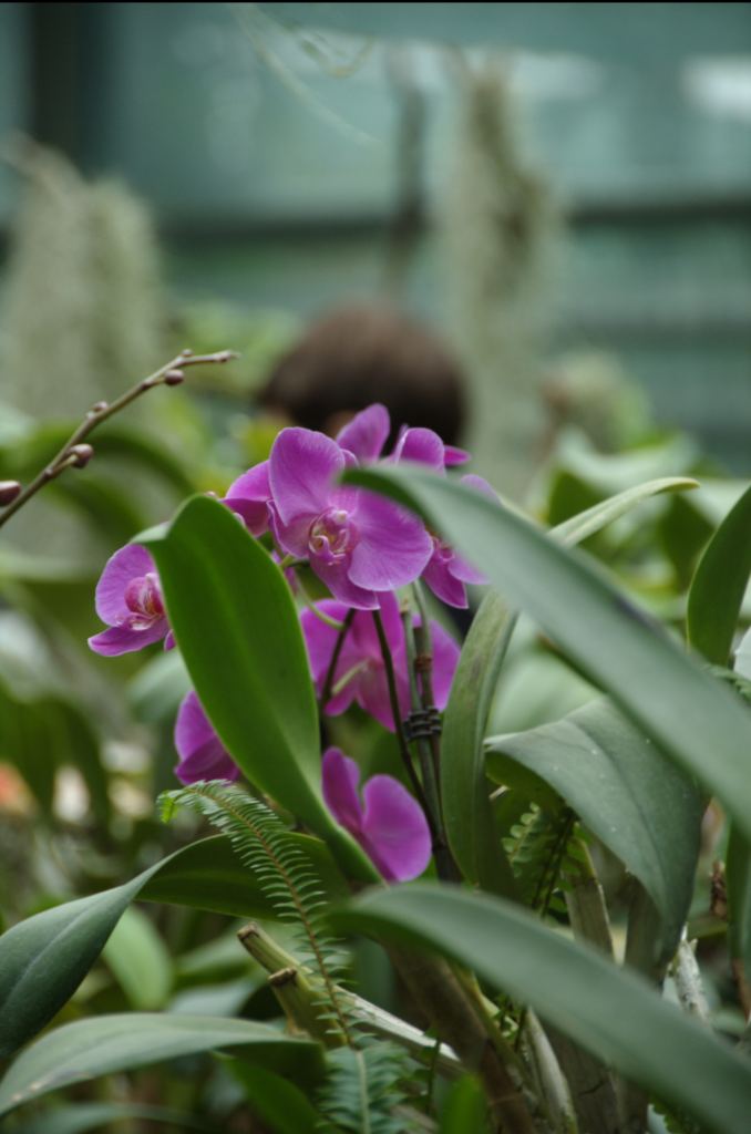 Фото 69 - Киевский ботанический сад - закрытые оранжереи