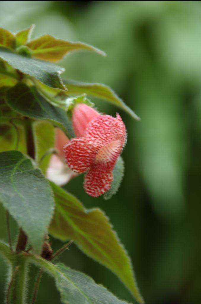 Фото 70 - Киевский ботанический сад - закрытые оранжереи