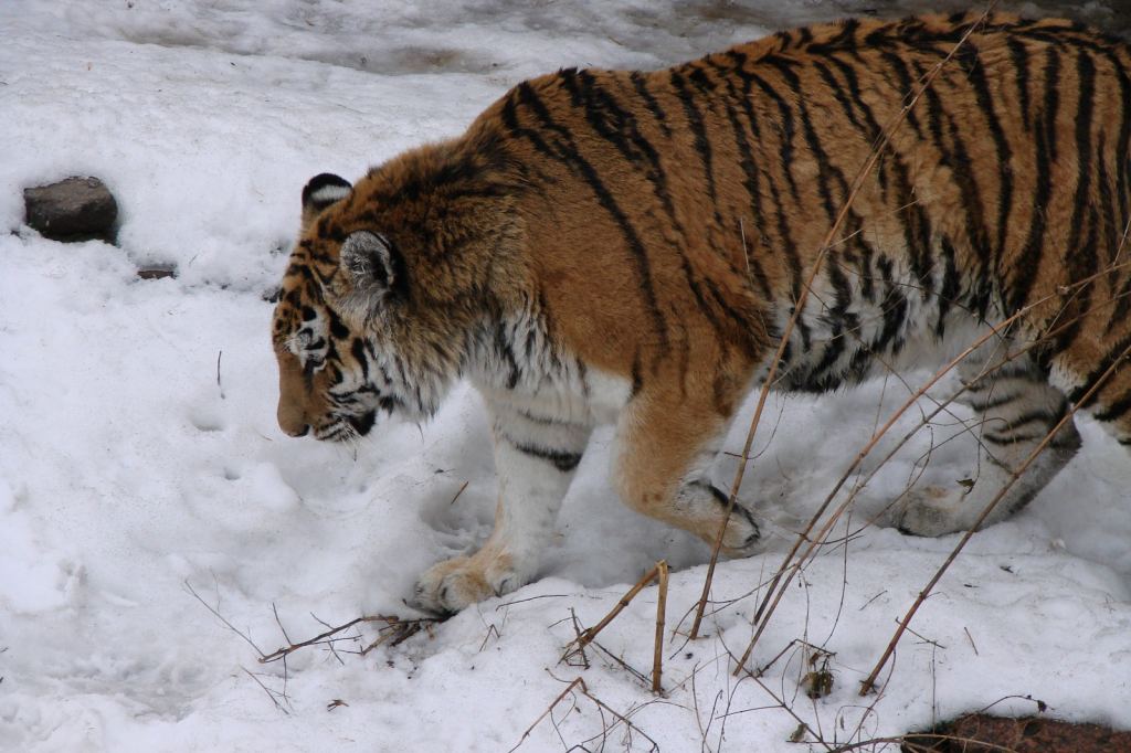 Фото 1 - Киевский зоопарк