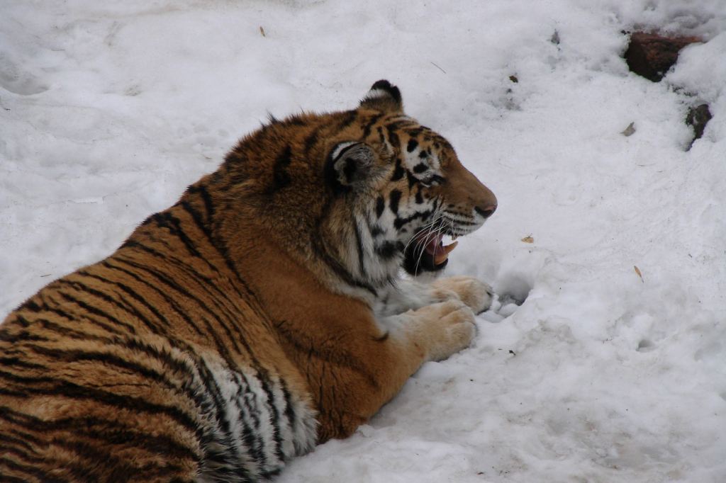 Фото 2 - Киевский зоопарк