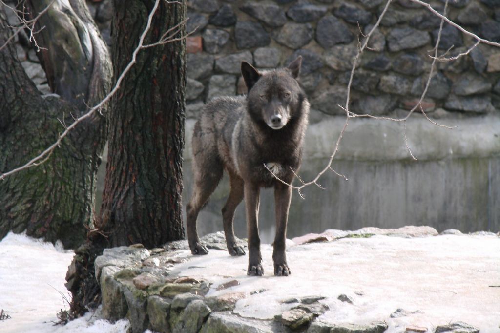 Фото 3 - Киевский зоопарк