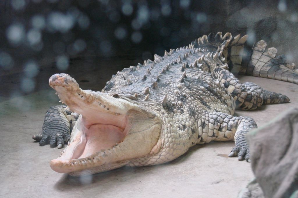 Фото 5 - Киевский зоопарк