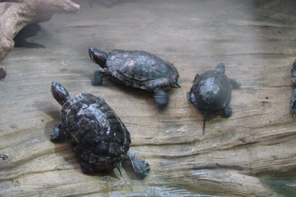 Фото 7 - Киевский зоопарк