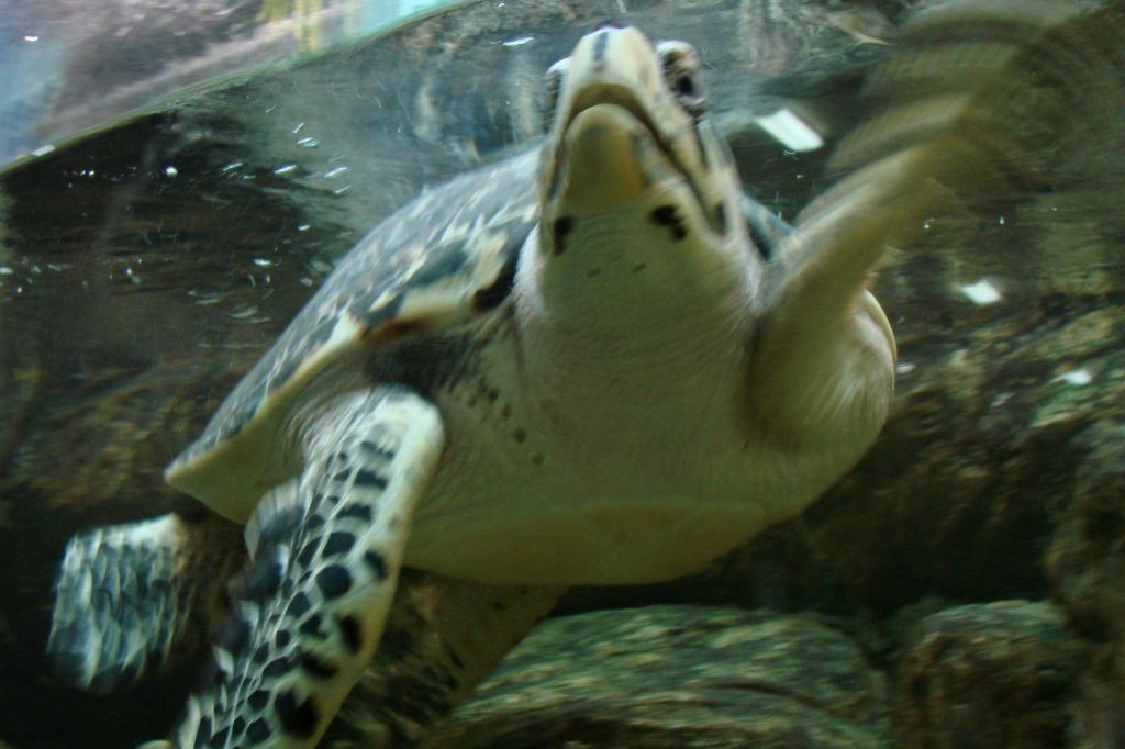 Фото 9 - Киевский зоопарк