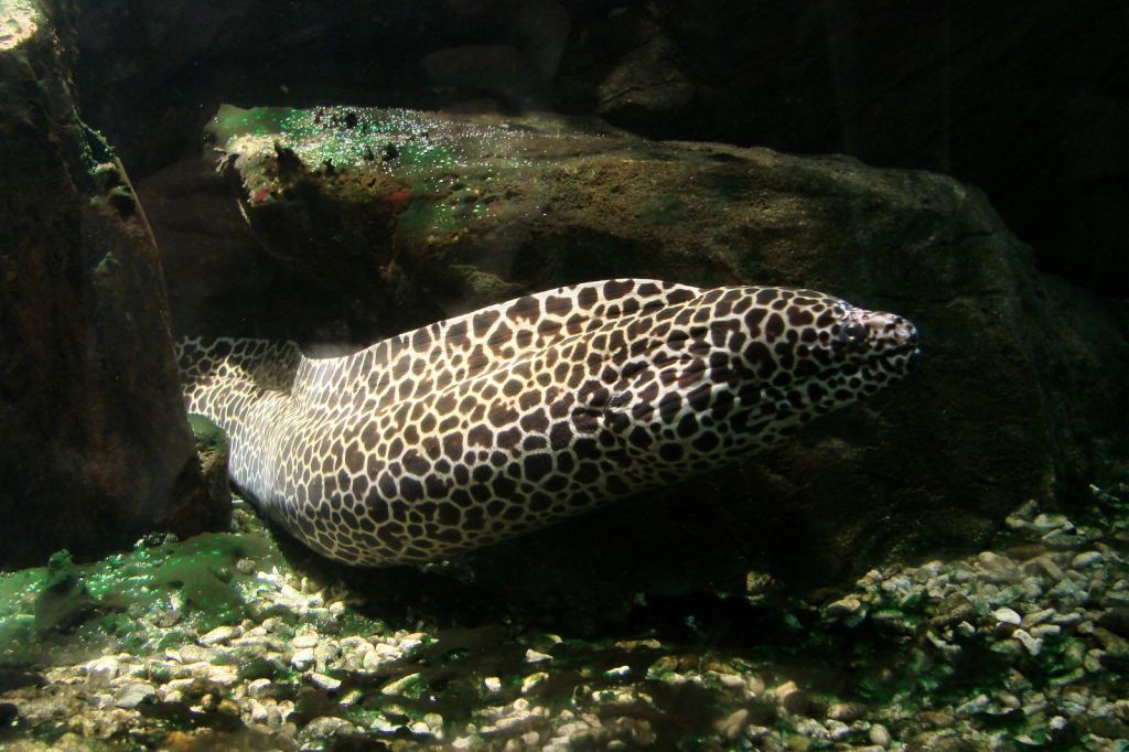 Фото 15 - Киевский зоопарк