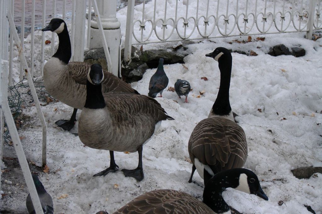 Фото 16 - Киевский зоопарк