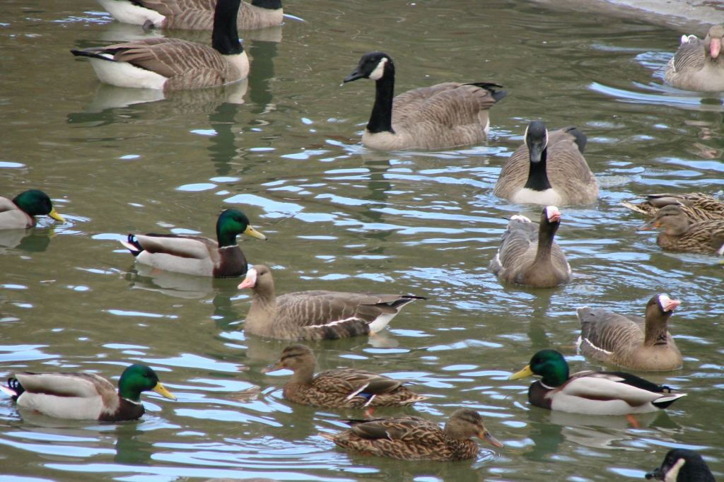 Фото 17 - Киевский зоопарк