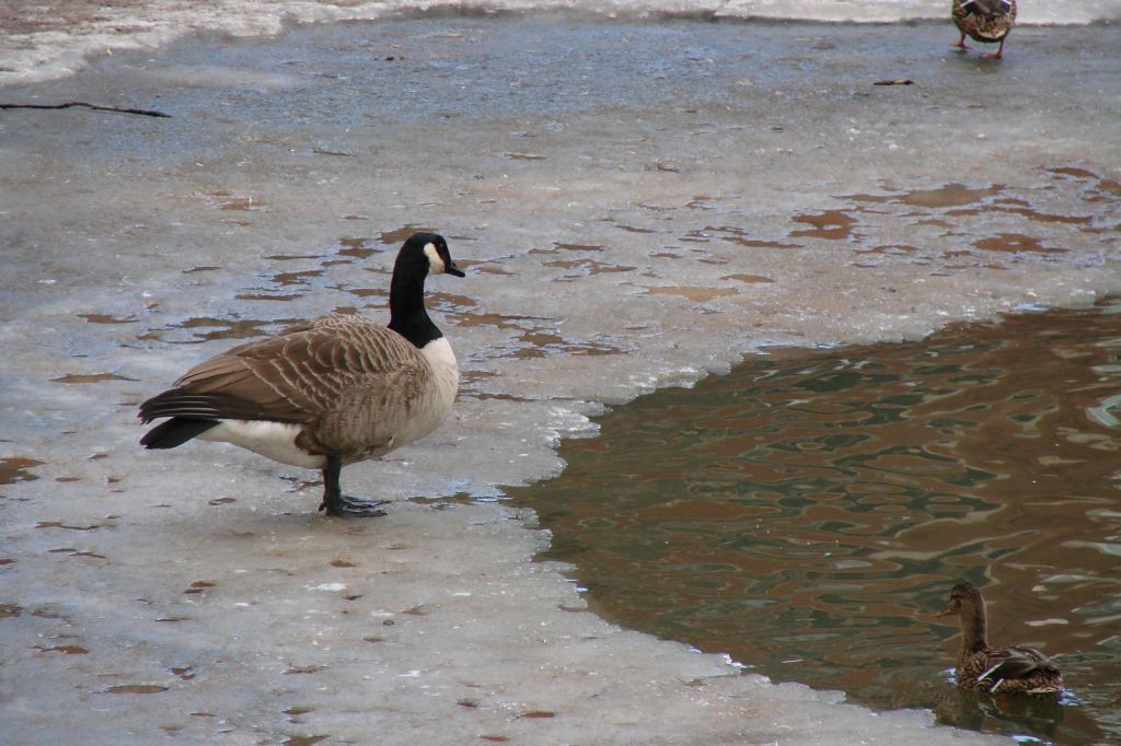 Фото 18 - Киевский зоопарк