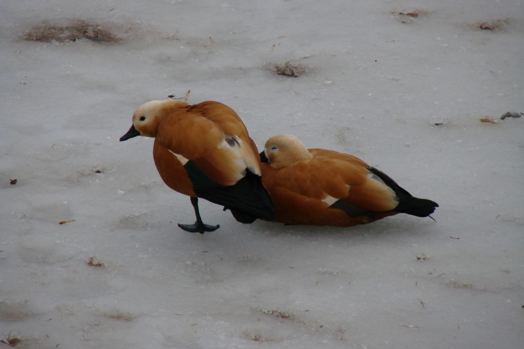 Фото 19 - Киевский зоопарк
