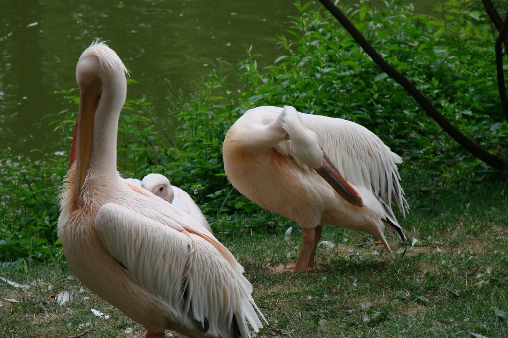 Фото 21 - Киевский зоопарк