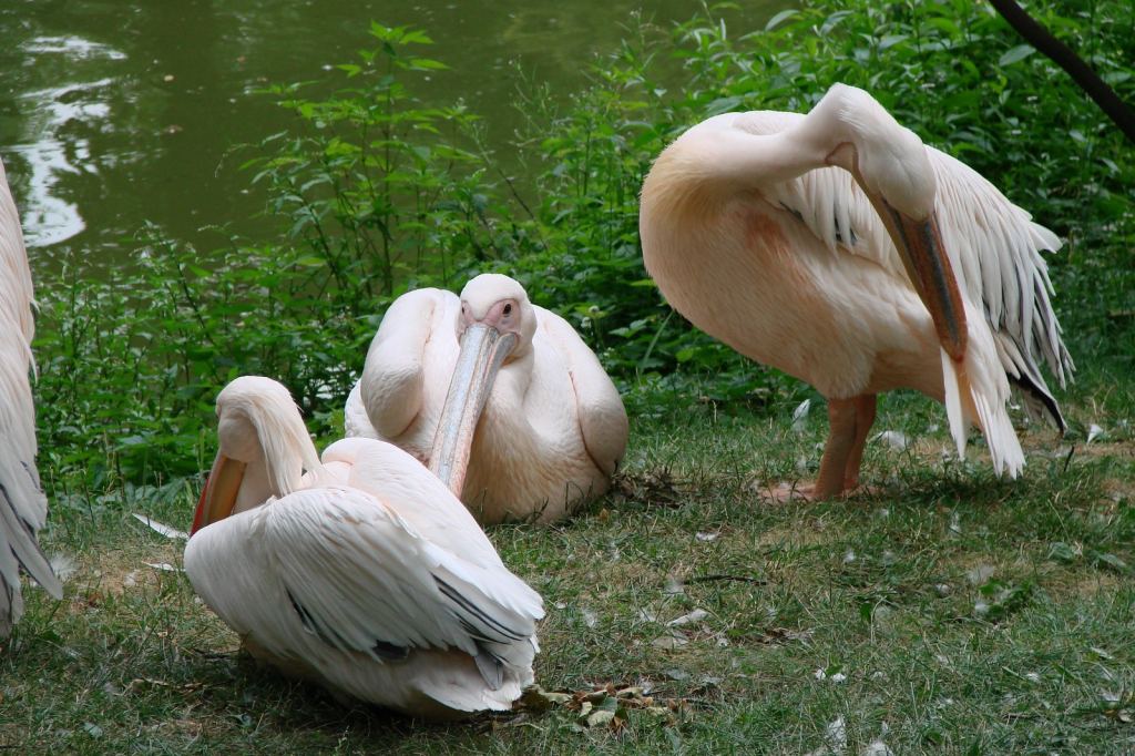 Фото 22 - Киевский зоопарк