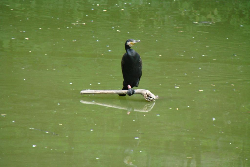 Фото 24 - Киевский зоопарк