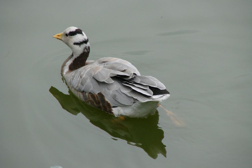 Фото 27 - Киевский зоопарк