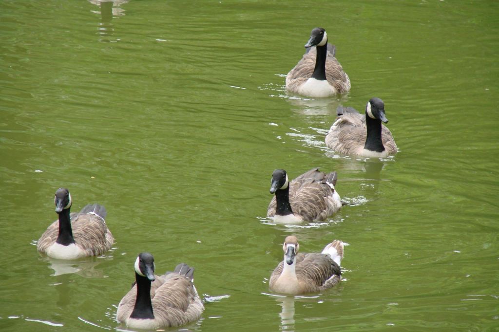 Фото 28 - Киевский зоопарк