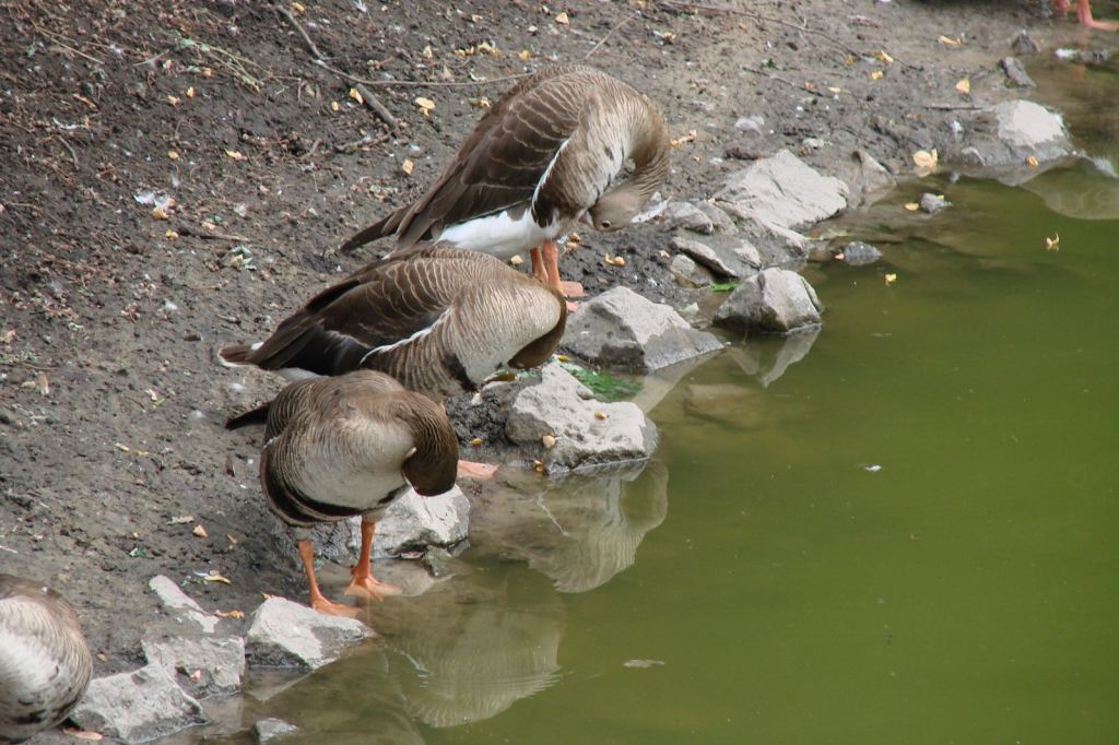 Фото 29 - Киевский зоопарк