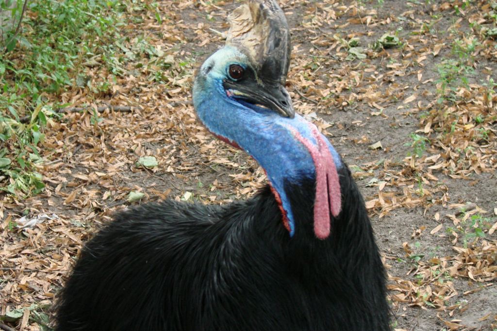 Фото 34 - Киевский зоопарк