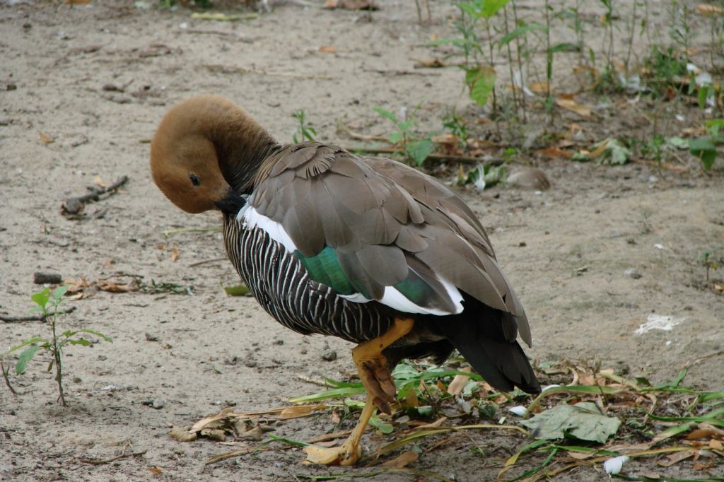 Фото 35 - Киевский зоопарк