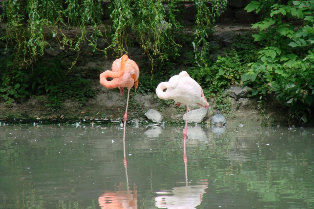 Фото 36 - Киевский зоопарк