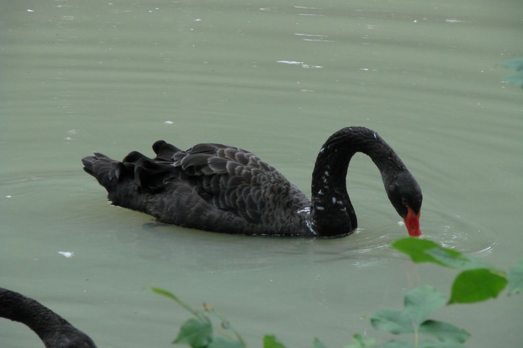 Фото 38 - Киевский зоопарк