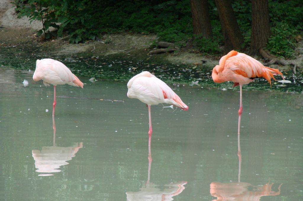 Фото 39 - Киевский зоопарк