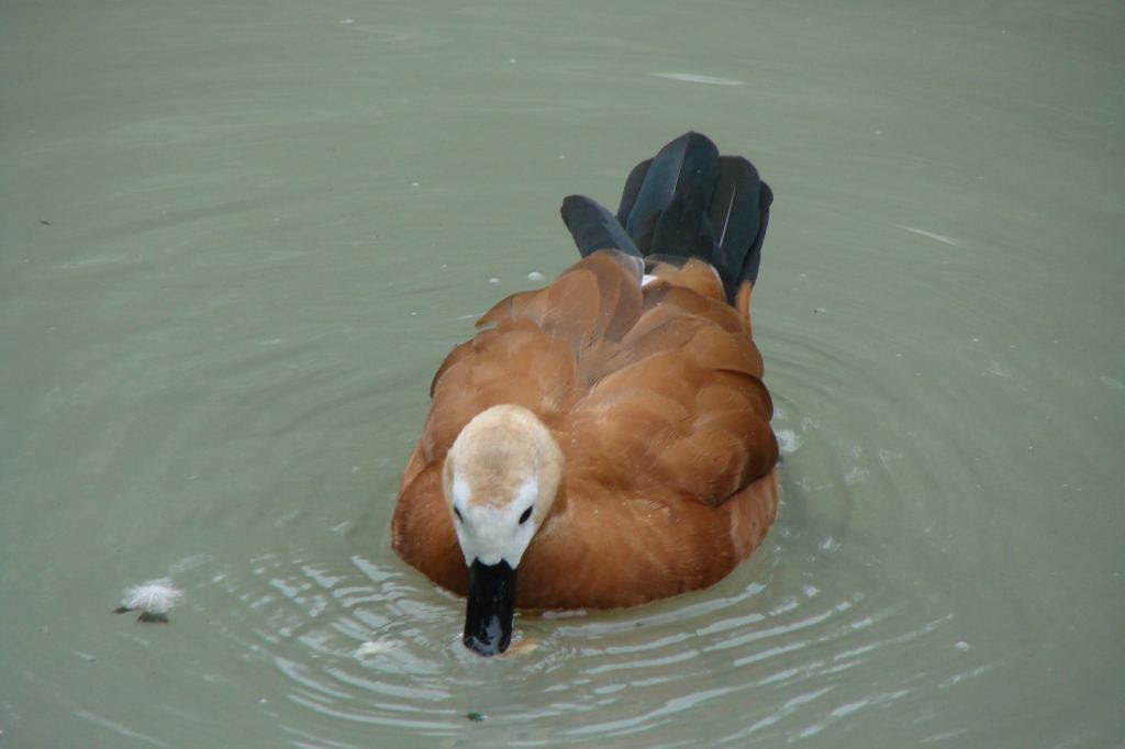 Фото 40 - Киевский зоопарк