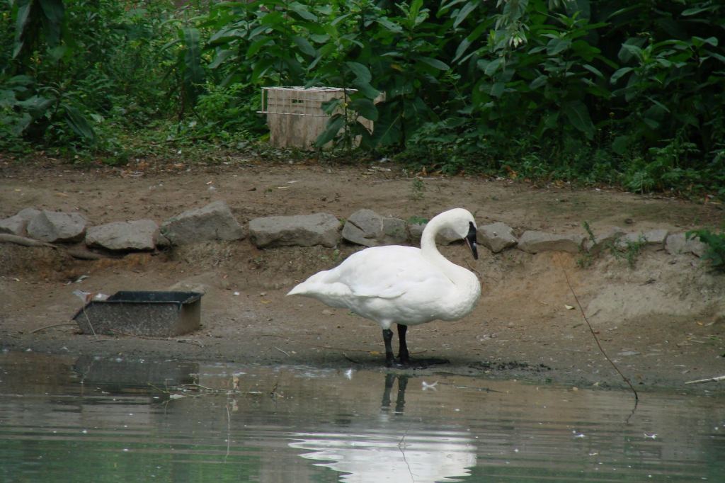 Фото 41 - Киевский зоопарк