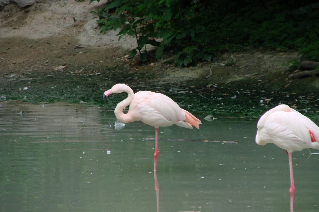 Фото 42 - Киевский зоопарк