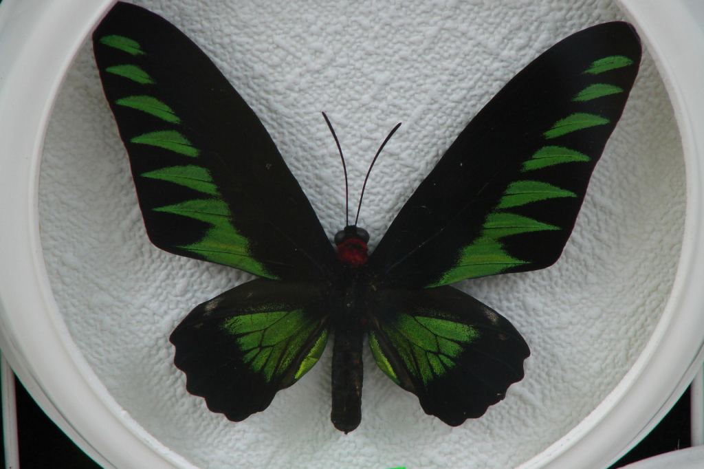 Фото 45 - Киевский зоопарк