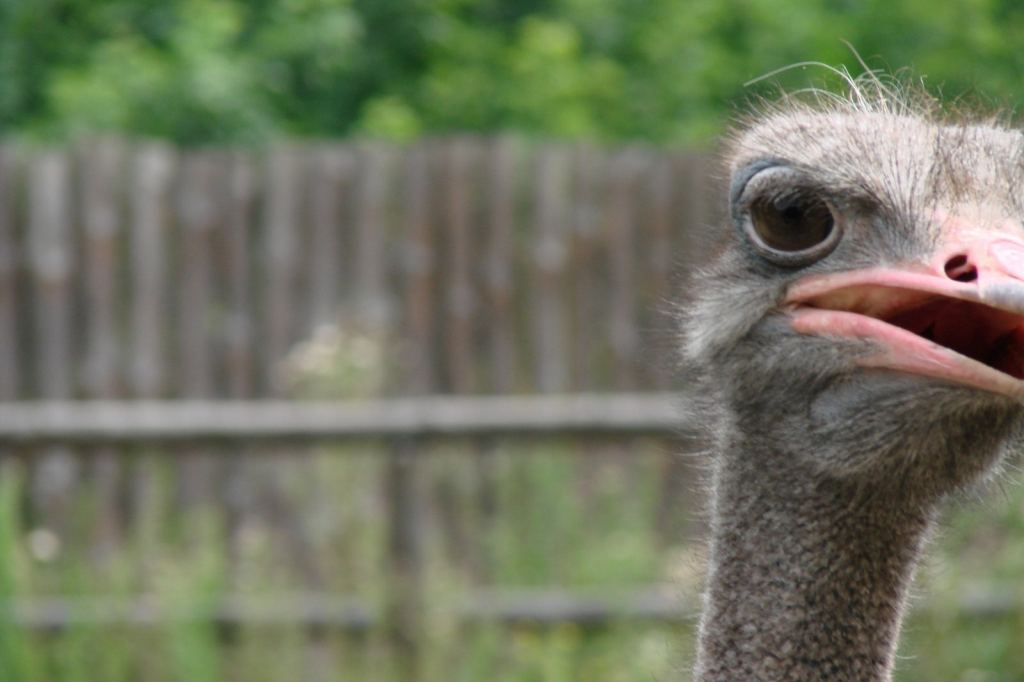 Фото 47 - Киевский зоопарк