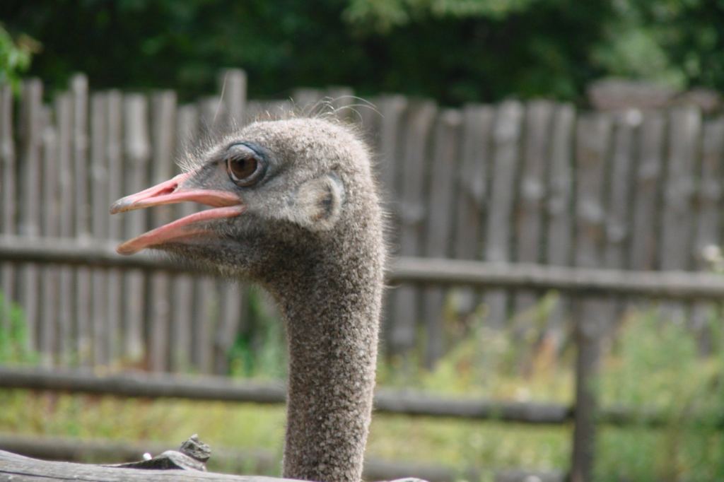 Фото 48 - Киевский зоопарк