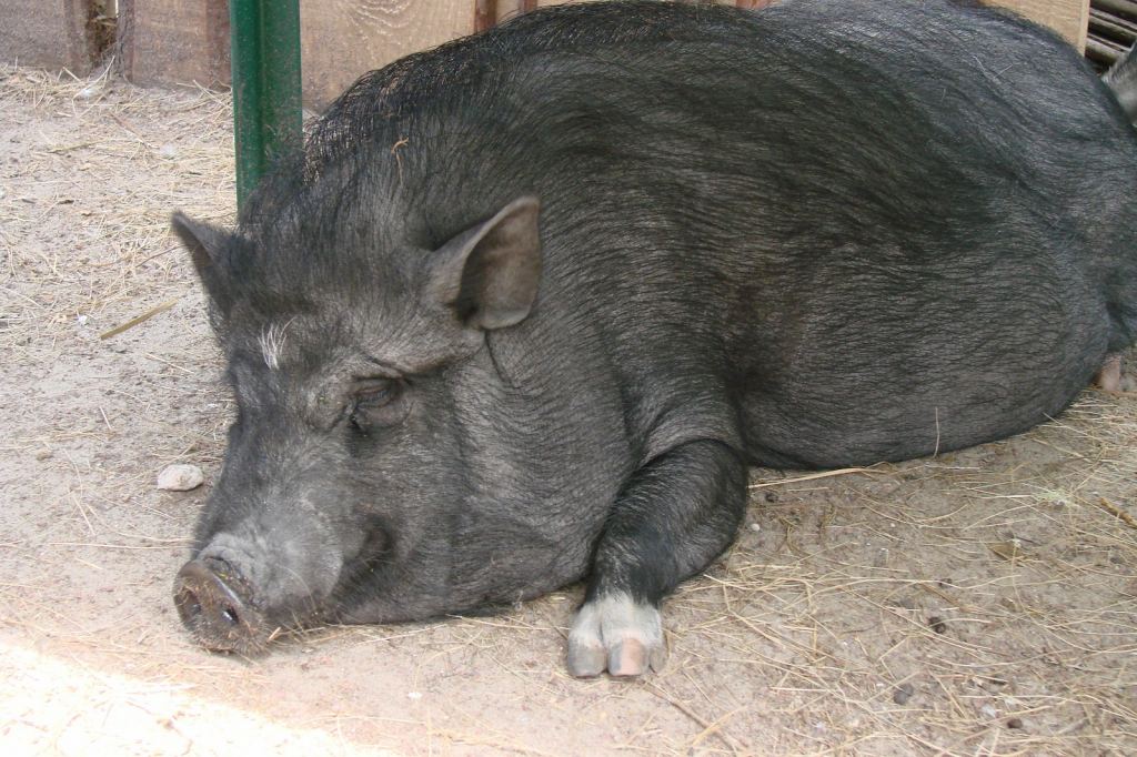 Фото 50 - Киевский зоопарк