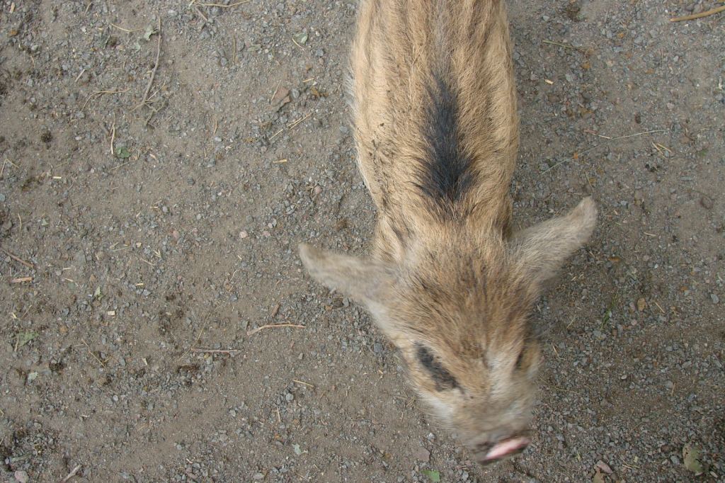 Фото 53 - Киевский зоопарк